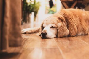 수면 호르몬 4종과 수면 부족의 위험성